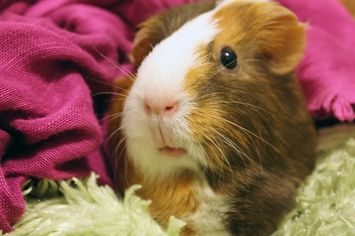 Sable the Guinea Pig by Ashley Cabrera