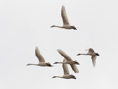 Tundra Swans in Aylmer, 2013