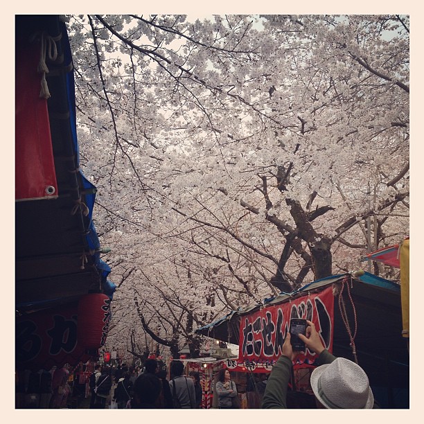 桜、屋台、神社 = 夢中的場景
