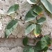 Garden Inventory: Ficus repans - 05