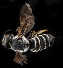 Megachile inimica, U, back, Maryland, Anne Arundel County_2013-03-27-14.05.54 ZS PMax