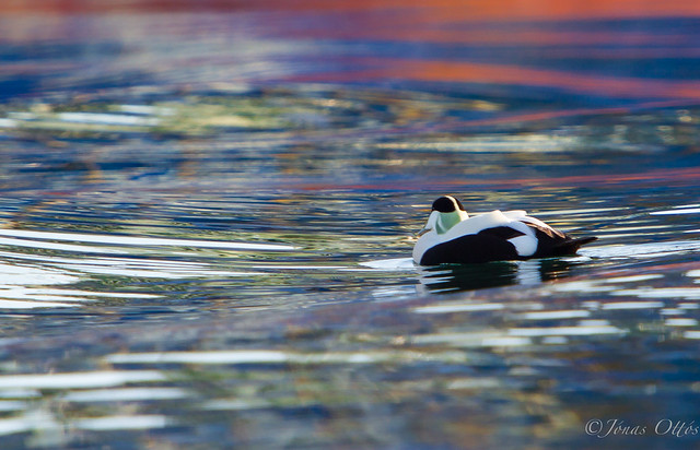 Colours and a passing Eider