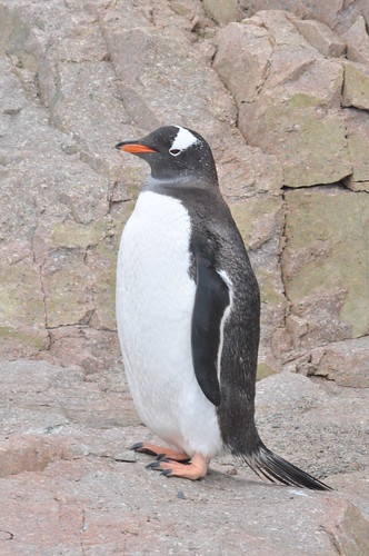 Gentoo Penguin (Pygoscelis papua) Neko Harbour by bjrejames