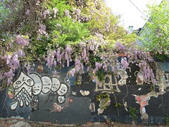 wisteria and graffiti by Teckelcar