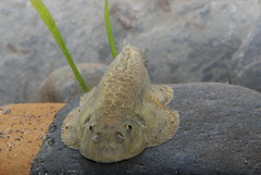 埔里中華爬岩鰍。（圖片來源：林務局）