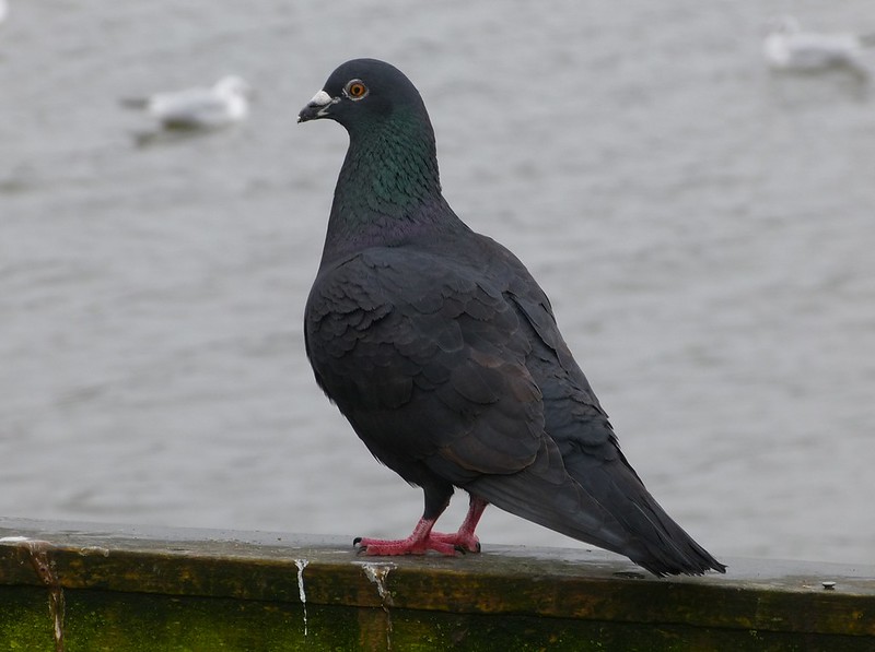 29248 - Feral Pigeon (Black)