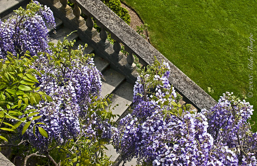 wisteria on steps by Alida's Photos