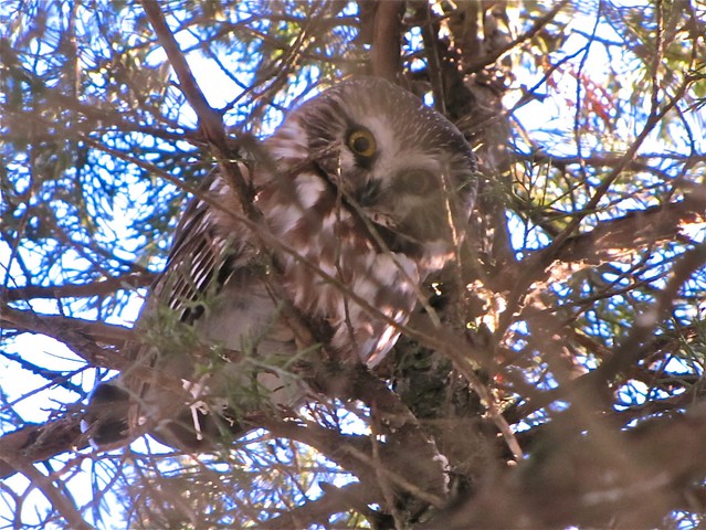 Northern Saw-whet Owl at Clinton Lake 014