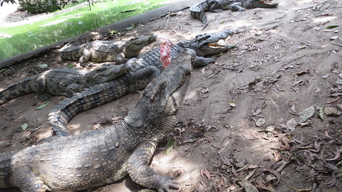 Koh Samui Crocodile Farm サムイ島 クロコダイルファーム (17)