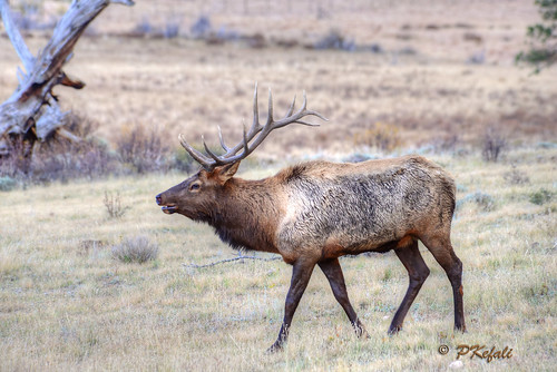 Colorado Elk by pkefali (busy - on/off, mostly off)