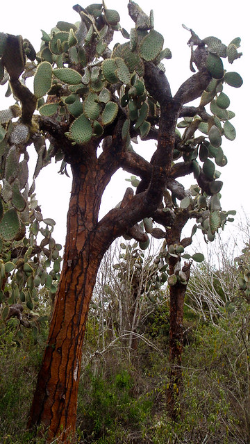 Galapagos Plants: Opuntia Cactus