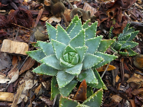 Aloe brevifolia by tanetahi