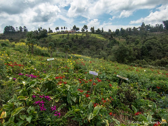 A silletero's garden in Santa Elena, Antioquia