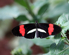 2012 Butterfly Place
