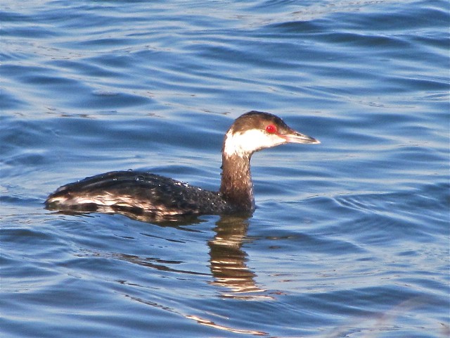 Horned Grebe at Evergreen Lake in McLean County, IL 10