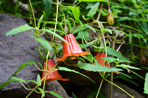 Canarina canariensis, Canary Island Bellflower