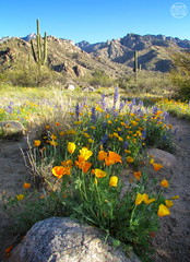 wildflowers & cactus blooms