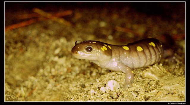 Yellow-spotted salamander (Ambystoma maculatum)
