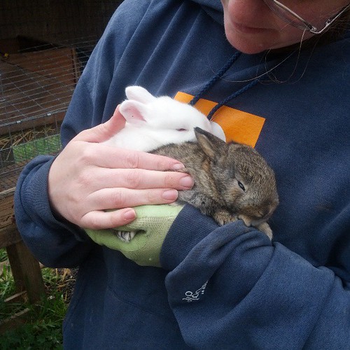 Little bunnies