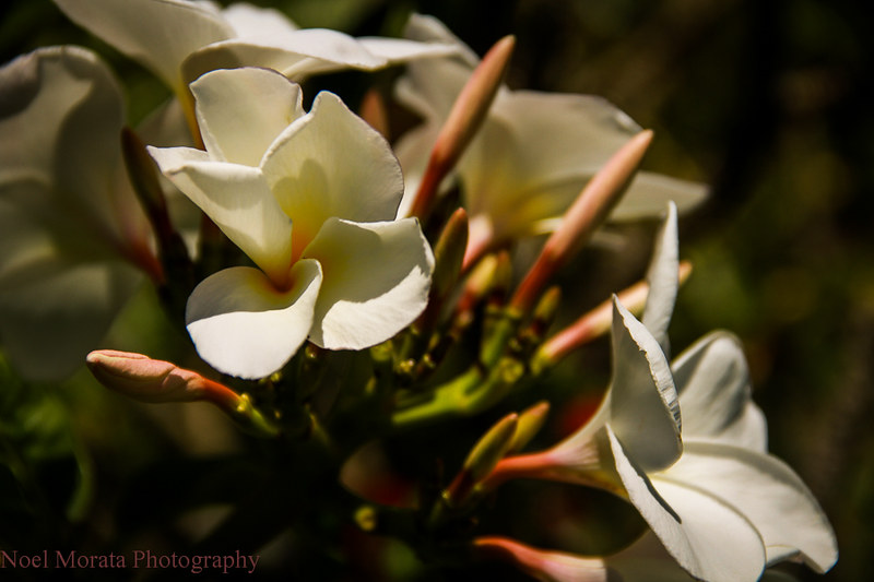 Plumeria blooms ,Trommer Lilly Farm, Big Island