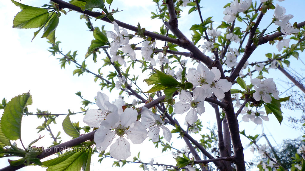 Cherry tree blossom and sky
