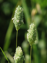 Poaceae　イネ科