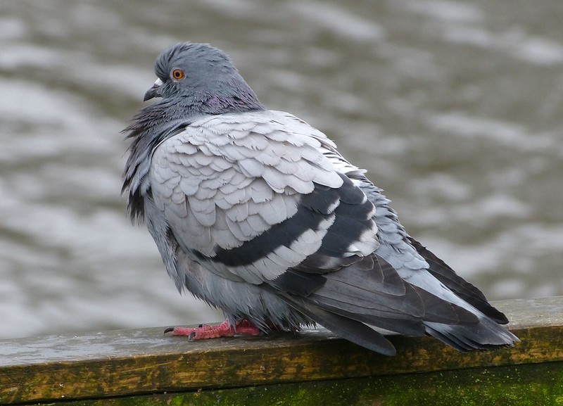 29242 - Feral Pigeon (Blue Bar)