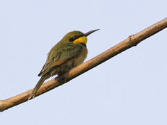 Dvergbieter (Little Bee-eater)