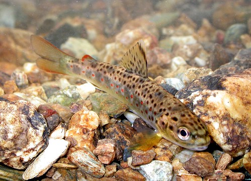 Image of a brown trout.