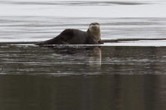 20130223 - River Otter