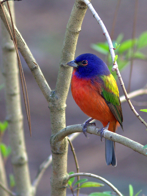 Painted Bunting 3-20130310