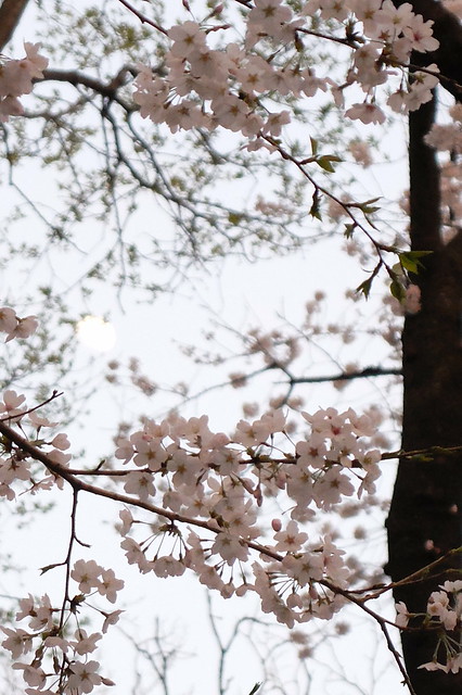 blossoms & moon