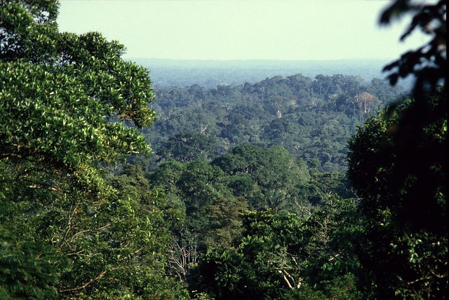View over the Yasuní Park