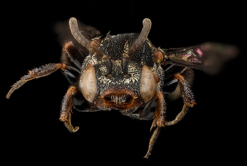 Holcopasites heliopsis, U, face, Maryland, Anne Arundel County_2013-03-19-15.36.29 ZS PMax