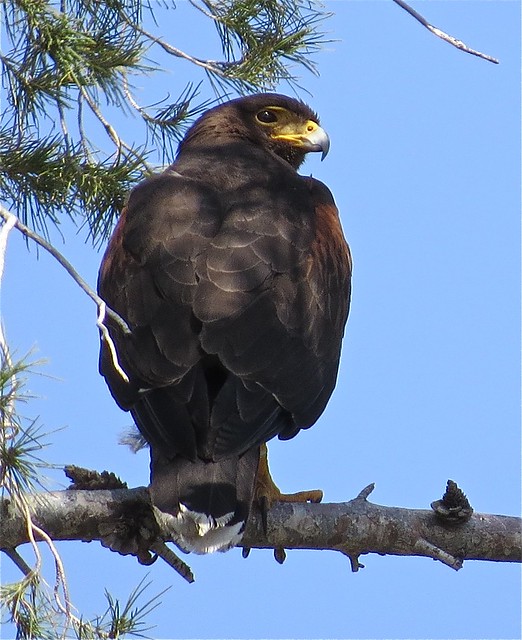 Harris's Hawk at Sweetwater Wetlands in Tuscon, AZ  04