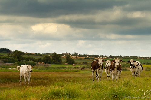 La Normandie et ses vaches