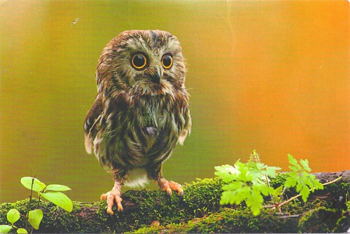 Adorable Owl Postcard