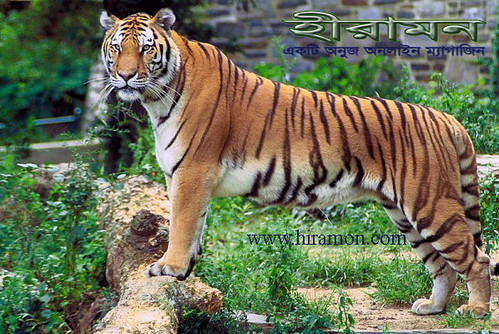 রয়েল বেঙ্গল টাইগার(Panthera_tigris_tigris)