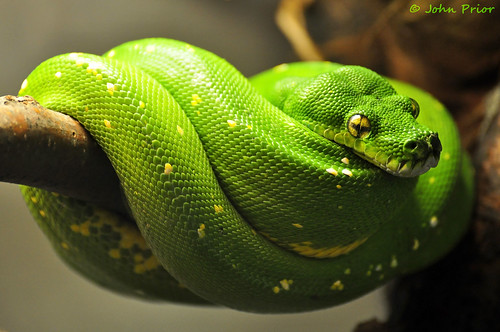 Green Tree Python Snake by John Prior 55