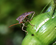 Insects - Hemiptera