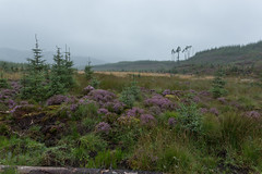 Leannach Forest, Scotland August 2016