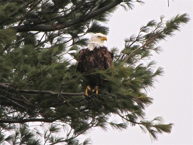 Bald Eagle at Centennial Park in McLean County, IL