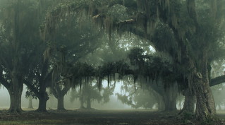 Ancient Oaks in Fog