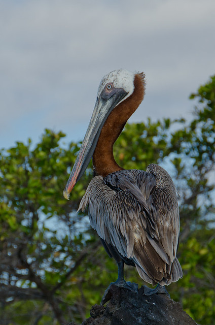 Galapagos Birds: Brown Pelican