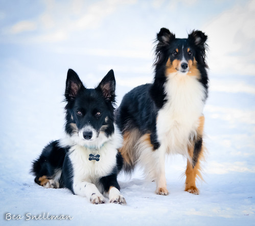 It's me or the Sheltie girl!