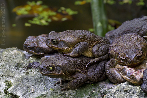 toad stacks