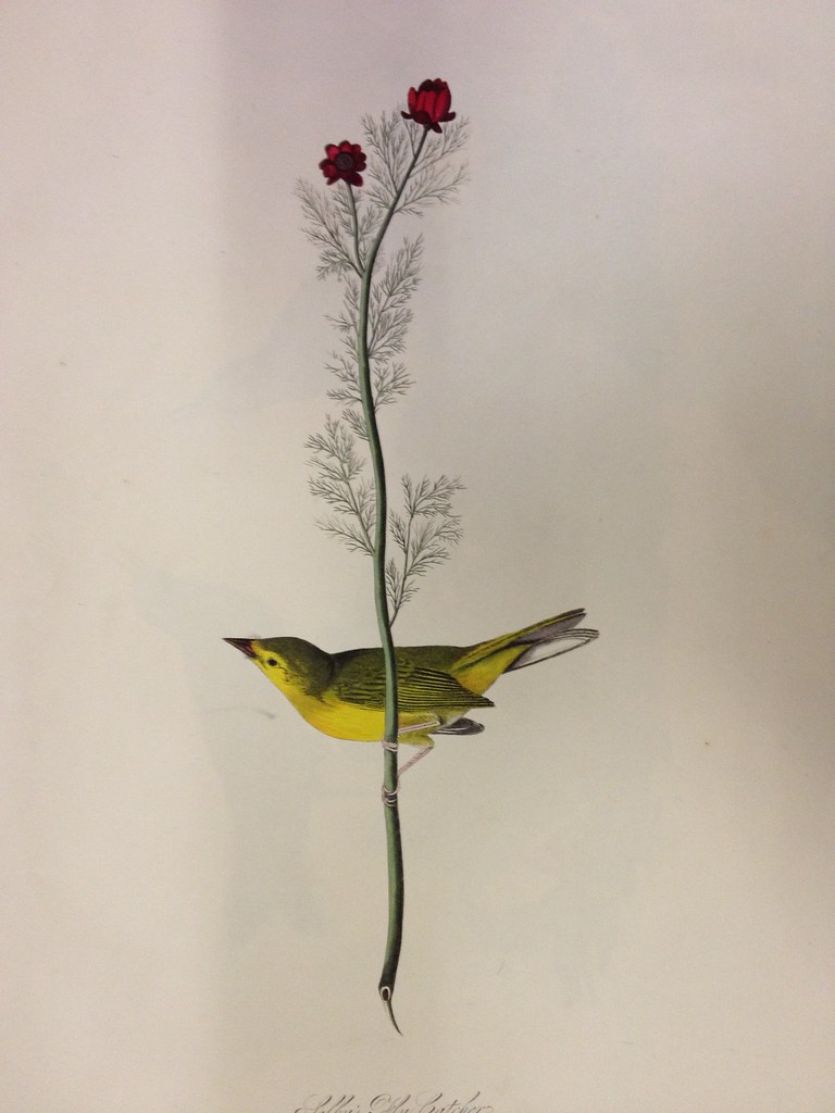 audubon yellow bird