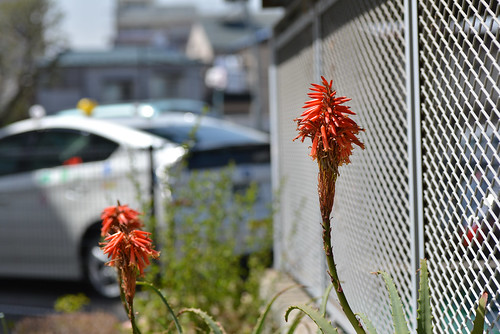 Aloe blossom