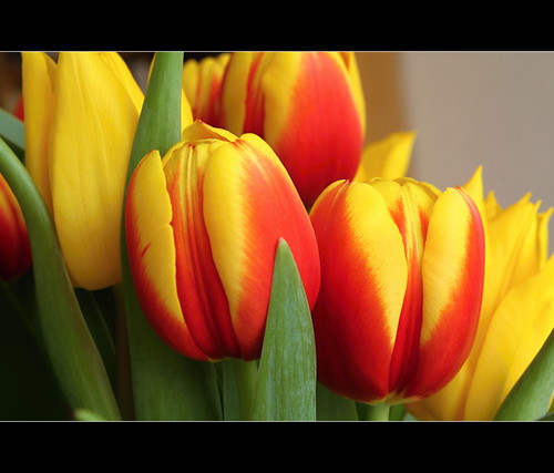tuliptime!! by berber hoving