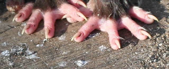 Possum toes